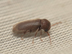 Oligomerus