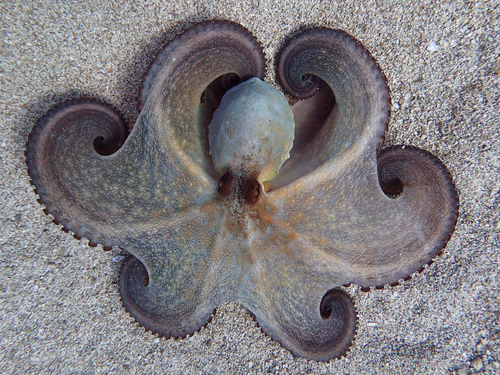 Common Octopus