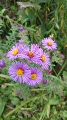 Symphyotrichum novae-angliae