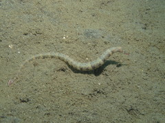 Corythoichthys haematopterus