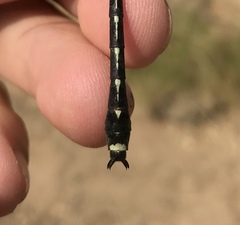 Asiagomphus melanopsoides