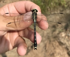 Asiagomphus melanopsoides