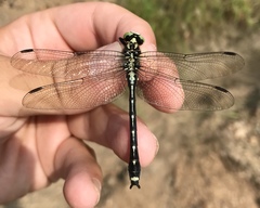 Asiagomphus melanopsoides