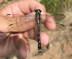 Asiagomphus melanopsoides