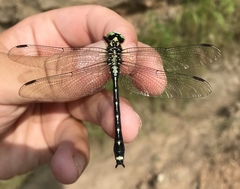 Asiagomphus melanopsoides