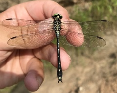 Asiagomphus melanopsoides