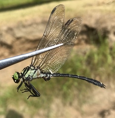 Asiagomphus melanopsoides