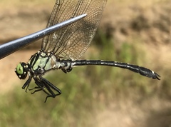 Asiagomphus melanopsoides