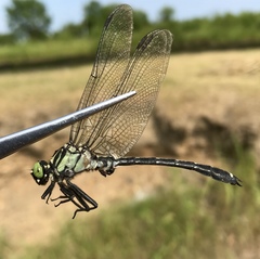 Asiagomphus melanopsoides