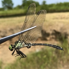 Asiagomphus melanopsoides