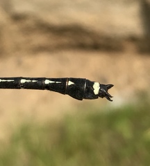 Asiagomphus melanopsoides