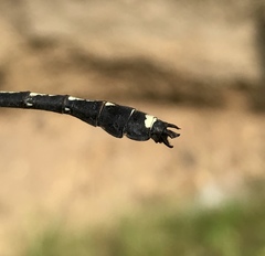 Asiagomphus melanopsoides