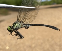 Asiagomphus melanopsoides