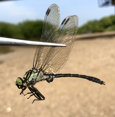 Asiagomphus melanopsoides