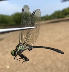 Asiagomphus melanopsoides