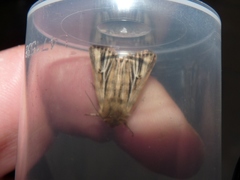 Mythimna anderreggii