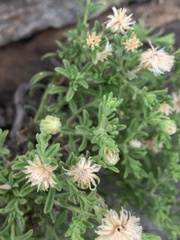 Felicia bechuanica