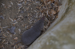 Notiosorex crawfordi