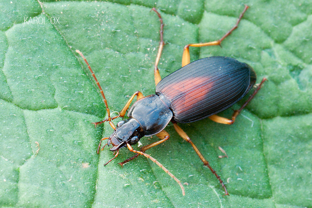 Dolichus halensis
