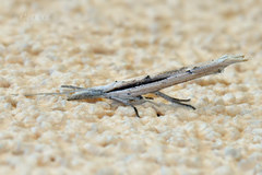 Ypsolopha mucronella