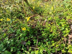 Chrysanthemum indicum
