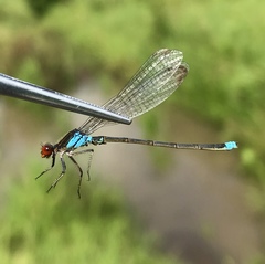 Erythromma najas humerale