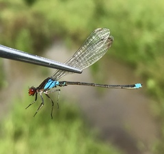 Erythromma najas humerale