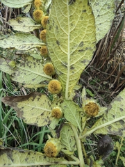 Carpesium abrotanoides