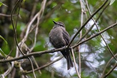 Myiotheretes fumigatus