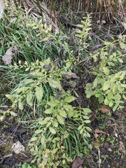 Carpesium abrotanoides