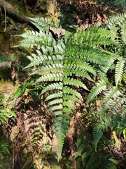 Dryopteris fuscipes