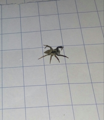 Asaphobelis physonychus