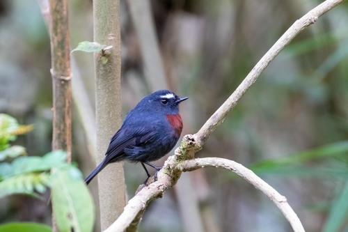 Chestnut-belted Chat-tyrant