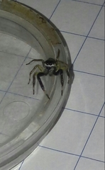 Asaphobelis physonychus