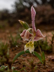 Gladiolus uysiae