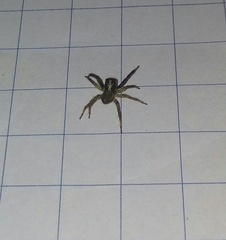 Asaphobelis physonychus
