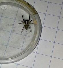 Asaphobelis physonychus