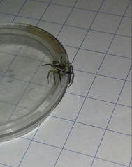 Asaphobelis physonychus