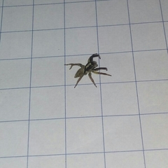 Asaphobelis physonychus