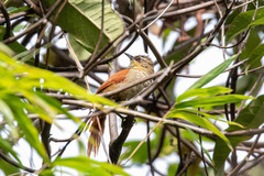 Cranioleuca marcapatae weskei