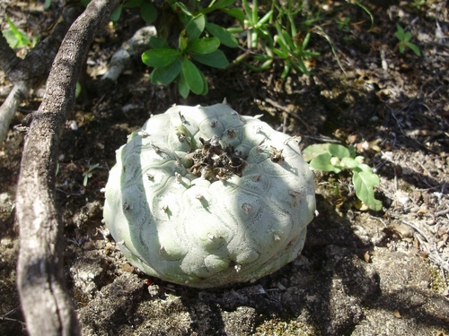 Lophophora diffusa