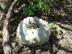 Lophophora diffusa