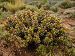 Euphorbia braunsii