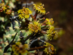 Euphorbia braunsii
