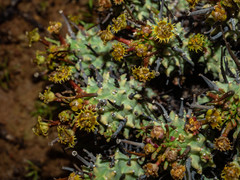 Euphorbia braunsii