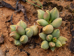 Adromischus marianiae