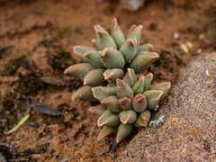 Adromischus marianiae