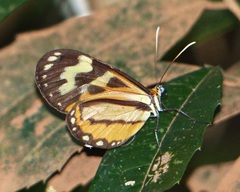 Hypothyris euclea laphria