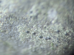 Arthoniomycetes
