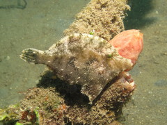 Acreichthys tomentosus